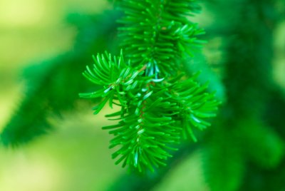 Abies veitchii 'Pendula' - jedle veitchova - jehlice